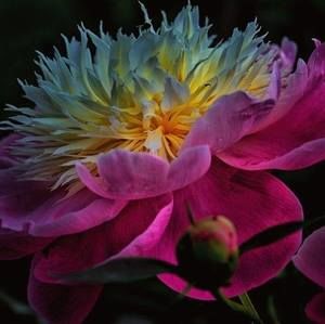 Meet your Posher, Lan chin